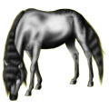 Reitpferd Isländer Mausgrau
