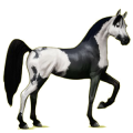 Reitpferd Araber Hellgrau