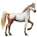 Reitpferd Araber Mausgrau
