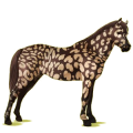 Pony Deutsches Reitpony Dunkelbrauner