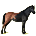 Pony Deutsches Reitpony Dunkelfuchs mit heller Mähne