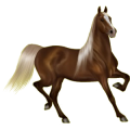 Reitpferd Friese Rappe
