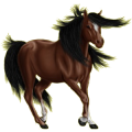 Pony Deutsches Reitpony Rotbrauner