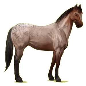 Reitpferd Paint Horse Brauner mit Tovero-Scheckung 