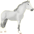 Reitpferd Araber Hellgrau