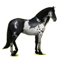Reitpferd Andalusier Apfelschimmel