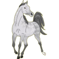 Reitpferd Araber Hellgrau