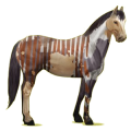 Reitpferd Paint Horse Apfelschimmel mit Tobiano-Scheckung