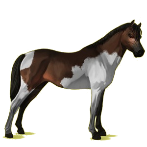 Pony Deutsches Reitpony Apfelschimmel