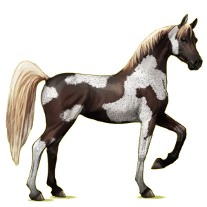 Reitpferd Araber Forellenschimmel