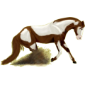 Reitpferd Paint Horse Rappe mit Overo-Scheckung