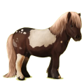 Pony Shetlandpony Rappe