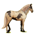 Reitpferd Andalusier Mausgrau