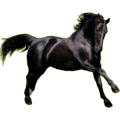 Pegasus-Reitpferd Trakehner Rappe