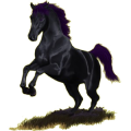 Reitpferd Araber Fuchs
