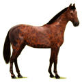 Reitpferd Hannoveraner Rotbrauner