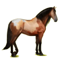Reitpferd Andalusier Hellgrau
