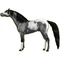 Pony Shetlandpony Rotbrauner