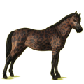 Pegasus-Pony Deutsches Reitpony Fuchs