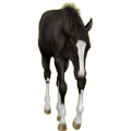 Pony Deutsches Reitpony Dunkelbrauner