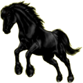 Reitpferd Araber Rappe