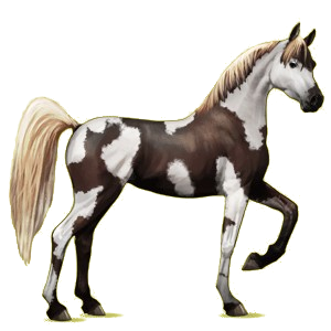 Reitpferd Araber Hellgrau