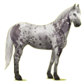 Reitpferd Paint Horse Mausgrauer mit Tobiano-Scheckung