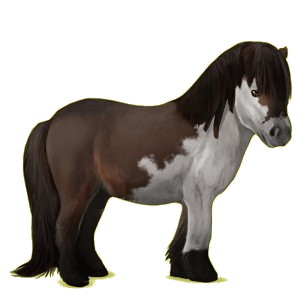 Pony Shetlandpony Rappe