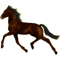 Pony Shetlandpony Dunkelbrauner