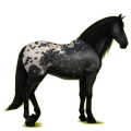 Reitpferd Andalusier Rappe