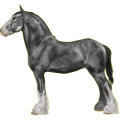Reitpferd Friese Rappe
