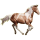 Reitpferd Paint Horse Overo-Fuchsschecke