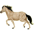 Pony Shetlandpony Brauner