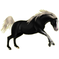Reitpferd Andalusier Hellgrau