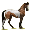Reitpferd Marwari Brauner
