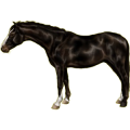 Reitpferd Friese Rappe