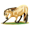 Reitpferd Andalusier Hellgrau