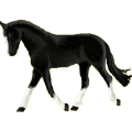 Reitpferd Araber Fuchs