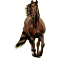 Reitpferd Curly Horse Fuchs