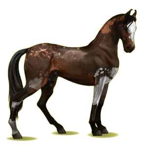 Reitpferd Marwari Dunkelbrauner
