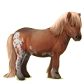 Pony Shetlandpony Fuchs