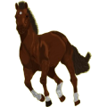 Reitpferd Araber Roan
