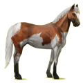 Pegasus-Reitpferd Paint Horse Rotbrauner mit Tobiano-Scheckung