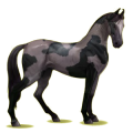 Reitpferd Marwari Apfelschimmel