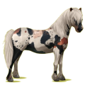 Pony Neufundland Pony Fuchs