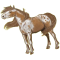 Reitpferd Paint Horse Brauner mit Overo-Scheckung