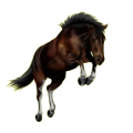 Reitpferd Oldenburger Dunkelfuchs