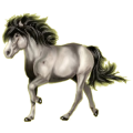 Pony Shetlandpony Apfelschimmel