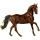 Reitpferd Hannoveraner Brauner