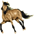 Reitpferd Berber Hellgrau